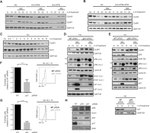 FBXO5 Antibody in Western Blot (WB)