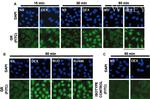 Glucocorticoid Receptor Antibody in Immunocytochemistry (ICC/IF)