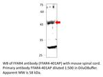 GPCR GPR120 Antibody in Western Blot (WB)