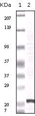 FGF2 Antibody in Western Blot (WB)