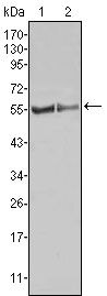 FGR Antibody in Western Blot (WB)