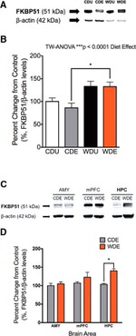 FKBP5 Antibody in Western Blot (WB)