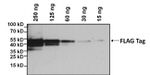 DYKDDDDK Tag Antibody in Western Blot (WB)