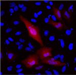 DYKDDDDK Tag Antibody in Immunocytochemistry (ICC/IF)