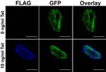 DYKDDDDK Tag Antibody in Immunocytochemistry (ICC/IF)