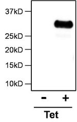 DYKDDDDK Tag Antibody in Immunoprecipitation (IP)