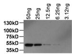 DYKDDDDK Tag Antibody in Western Blot (WB)