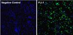 FLI1 Antibody in Immunocytochemistry (ICC/IF)