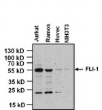 FLI1 Antibody in Western Blot (WB)