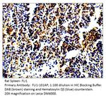 FLI1 Antibody in Immunohistochemistry (IHC)