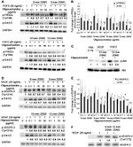 Phospho-VEGF Receptor 2 (Tyr1214) Antibody in Western Blot (WB)