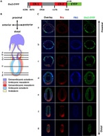 CD309 (FLK1) Antibody in Flow Cytometry (Flow)