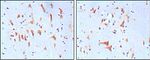 FMRP Antibody in Immunohistochemistry (Paraffin) (IHC (P))