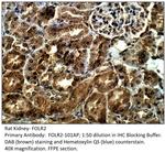 FOLR2 Antibody in Immunohistochemistry (IHC)