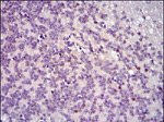 c-Fos Antibody in Immunohistochemistry (Paraffin) (IHC (P))