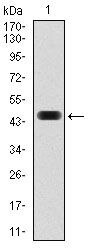 c-Fos Antibody in Western Blot (WB)