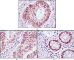 FOXA2 Antibody in Immunohistochemistry (Paraffin) (IHC (P))