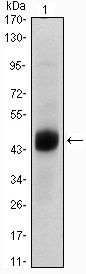 FOXA2 Antibody in Western Blot (WB)