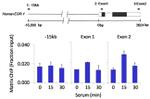 FOXA3 Antibody in ChIP Assay (ChIP)