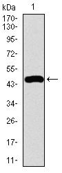 FOXC2 Antibody in Western Blot (WB)