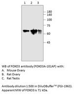 FOXO3A Antibody in Western Blot (WB)