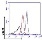 FOXP1 Antibody in Flow Cytometry (Flow)