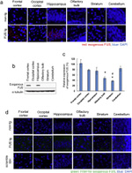 FUS Antibody in Western Blot (WB)