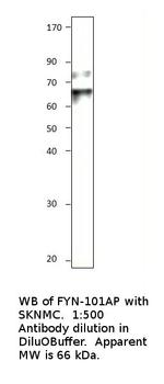 FYN Antibody in Western Blot (WB)