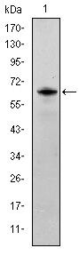 Fyn Antibody in Western Blot (WB)