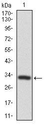 FZD5 Antibody in Western Blot (WB)