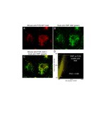 Factor VIII Antibody in Immunocytochemistry (ICC/IF)