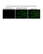 Factor VIII Antibody in Immunocytochemistry (ICC/IF)