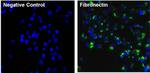 Fibronectin Antibody in Immunocytochemistry (ICC/IF)