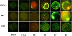 Fibronectin Antibody in Immunocytochemistry (ICC/IF)