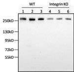 Fibronectin Antibody in Western Blot (WB)