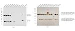 Mouse IgG (H+L) Cross-Adsorbed Secondary Antibody in Western Blot (WB)