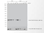 Rabbit IgG (H+L) Cross-Adsorbed Secondary Antibody in Western Blot (WB)