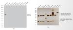 Rabbit IgG (H+L) Cross-Adsorbed Secondary Antibody in Western Blot (WB)