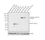 GFP Antibody in Western Blot (WB)