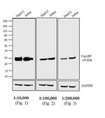 Rabbit IgG (H+L) Cross-Adsorbed Secondary Antibody in Western Blot (WB)