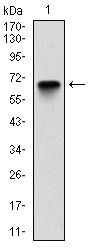 G6PD Antibody in Western Blot (WB)