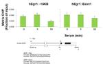 EHMT2 Antibody in ChIP Assay (ChIP)