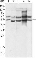 GABPA Antibody in Western Blot (WB)