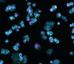 Human IgG (H+L) Cross-Adsorbed Secondary Antibody in Immunocytochemistry (ICC/IF)