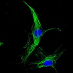 Mouse IgG (H+L) Highly Cross-Adsorbed Secondary Antibody in Immunocytochemistry (ICC/IF)