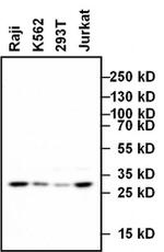 Mouse IgG (H+L) Highly Cross-Adsorbed Secondary Antibody in Western Blot (WB)