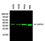 GAPDH Loading Control Antibody in Western Blot (WB)