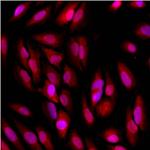 GAPDH Loading Control Antibody in Immunocytochemistry (ICC/IF)