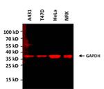 GAPDH Loading Control Antibody in Western Blot (WB)