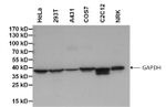 GAPDH Loading Control Antibody in Western Blot (WB)